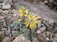 /album/fotogalerie-nabidka/pha2016-corydalis-wilsonii-jpg/